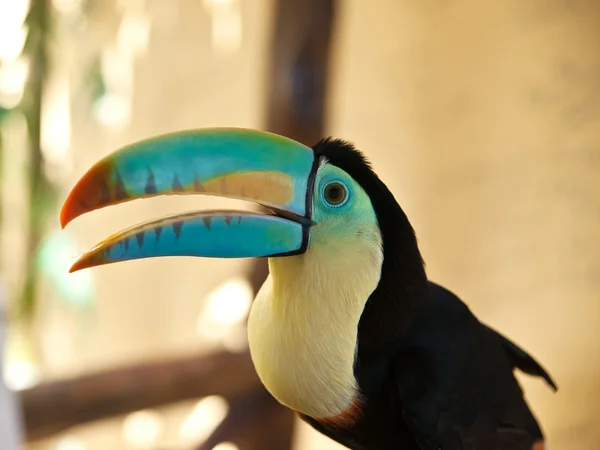 stock image Head of toucan