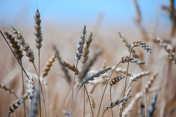 Gros plan sur le blé sur le champ — Photo