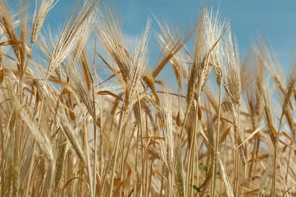 关闭的小麦对蓝蓝的天空 — 图库照片