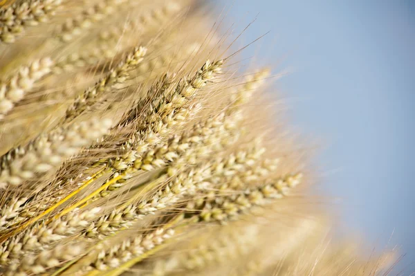 Hautnah auf dem Weizenfeld zur Ernte bereit — Stockfoto