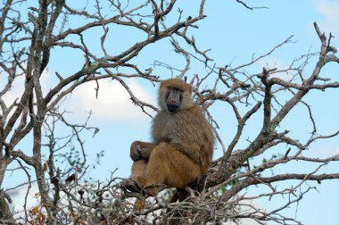 Baboon - papio anubis, maymun