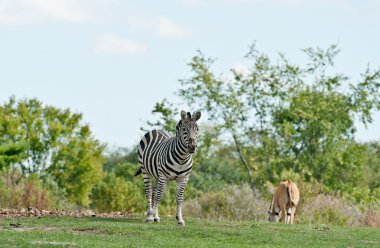 Zebra bir çimenlerin üzerinde