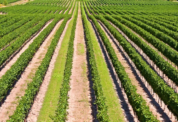 Vista aérea da vinha em Ontário Brasil — Fotografia de Stock