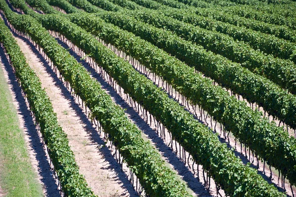 Luchtfoto van de wijngaard in ontario canada — Stockfoto