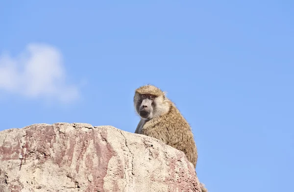 stock image Baboon - Papio anubis, monkey