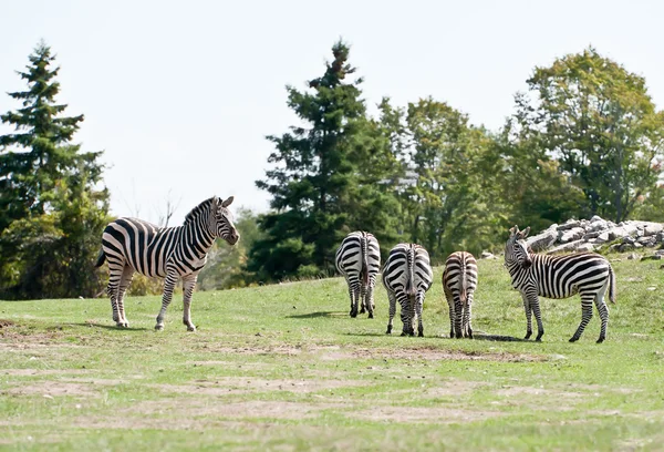 stock image Zebras on the field