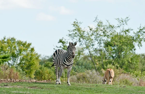 Zebra bir çimenlerin üzerinde