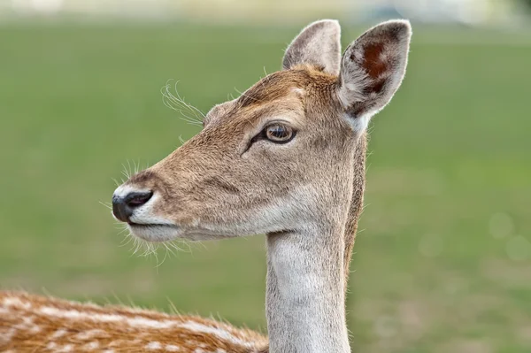 stock image White-Tailed Deer Fawn