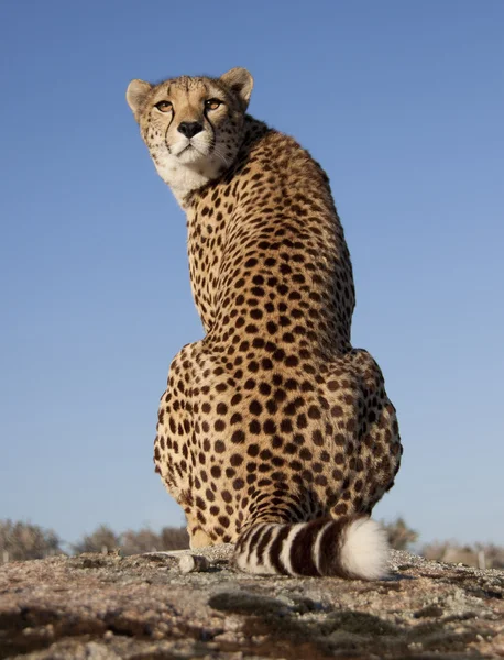 Zur=ckblickender Gepard, Cheetah — Fotografia de Stock