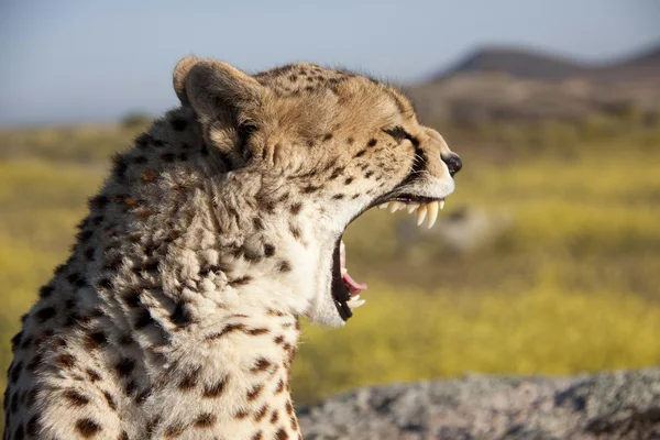 Brüllender Gepard, Cheetah — Stock Fotó
