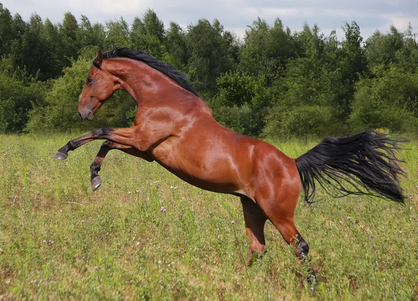 Springendes Pferd — Stock fotografie