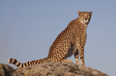 Sitzender Gepard, Cheetah clipart