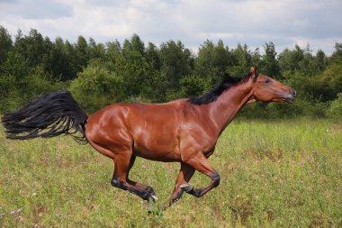 Rennendes Pferd