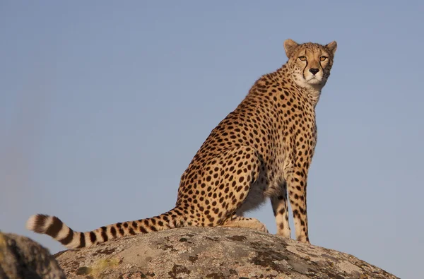 Sitzender Gepard, Cheetah — Stock Photo, Image