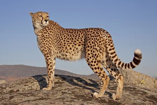 Majestätischer Gepard, Cheetah — Stok fotoğraf