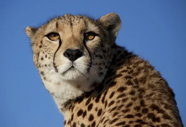 Zurück in die Sonne blickender Gepard, cheetah — Stock Photo, Image