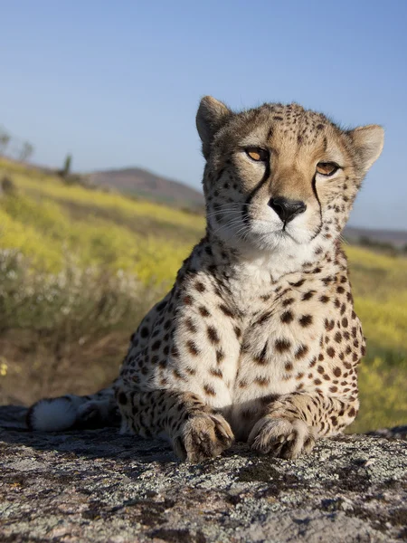 Liegender gepard von vorne, gepárd — Stock Fotó
