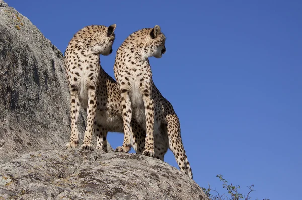 Zurückblickende Geparde, Cheetah — Stock fotografie