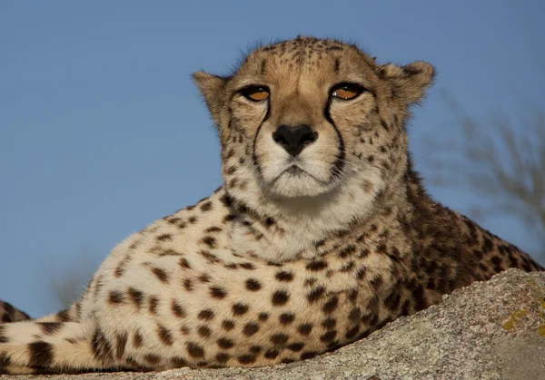 Böse schauender Gepard, Cheetah — Stok fotoğraf