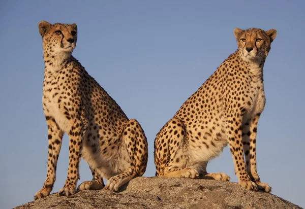 Zwei im abendlicht sitzende geparde, a gepárd — Stock Fotó