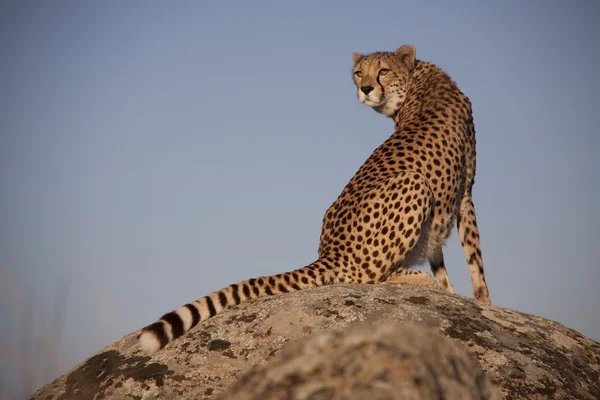 Sitzender gepard, a gepárd — Stock Fotó