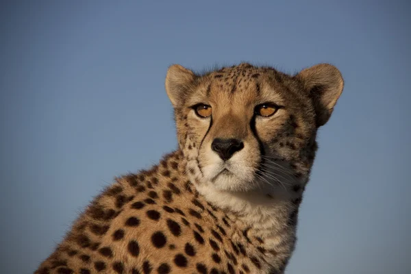 Gepard mit bernsteinaugen, geparden — Stockfoto