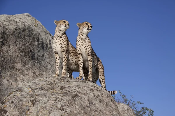 Zwei Geparde auf einem Felsen, Cheetah — Stockfoto