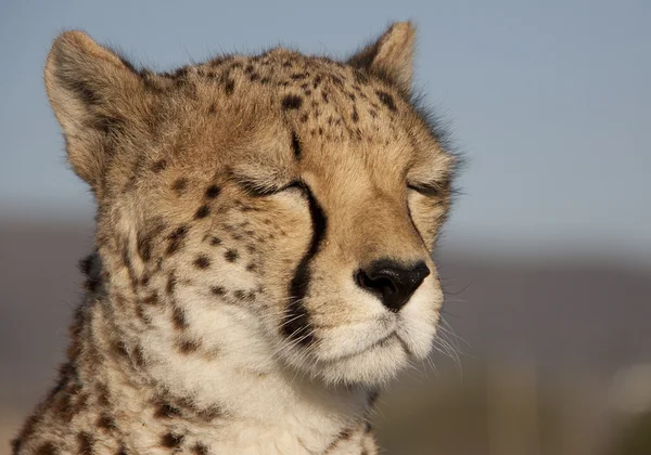 Träumender Gepard, Cheetah — Stock fotografie