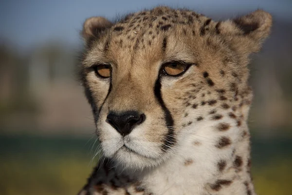 Gepardenkopf mit Bernsteinaugen, Cheetah — Stock Photo, Image