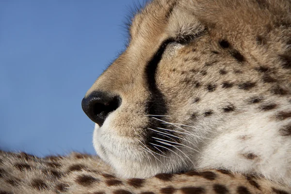 Gepardenkopf im Profil, Geparden — Stockfoto