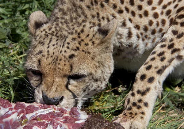 In Beute beißender Gepard, Cheetah — Stok fotoğraf