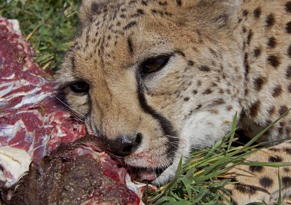 Hungriger Gepard, Gepard — Stockfoto