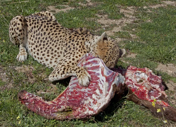 Ein fressender Gepard — Stock Photo, Image