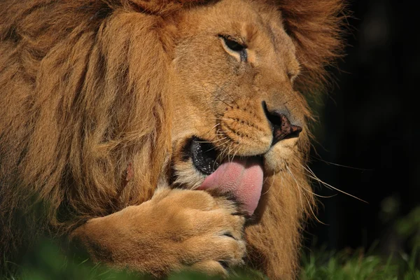 Nahaufnahme eines sich putzenden Löwen — 图库照片