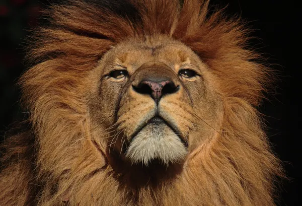 Löwenkopf — Stock fotografie