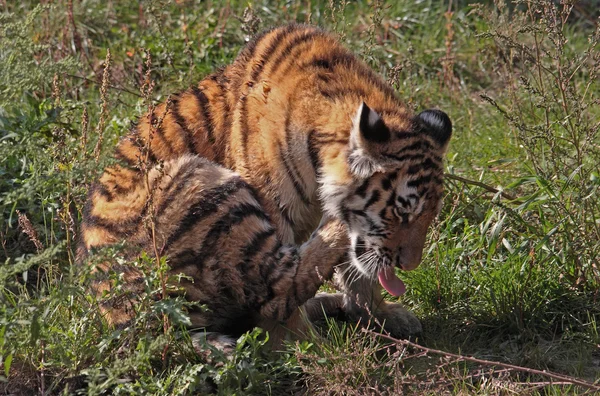 Tigre, cucciolo di tigre — Foto Stock