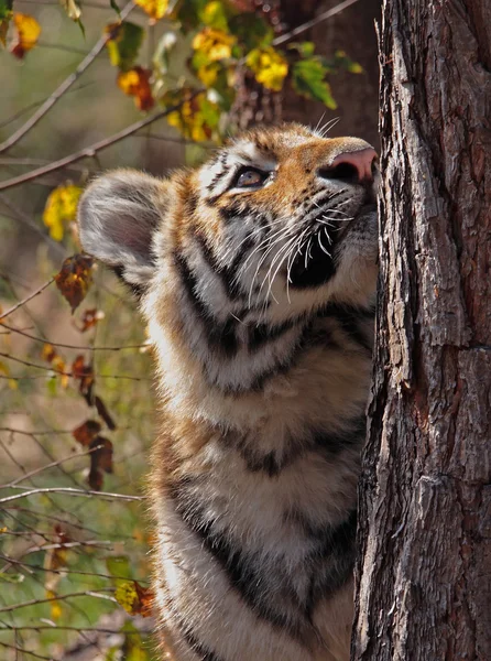 Neugieriges Tigerbaby — Stock Photo, Image