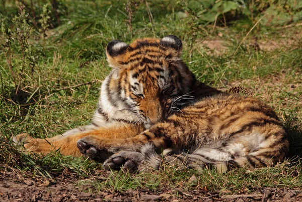 Tigerbaby auf einer Wiese — Fotografia de Stock
