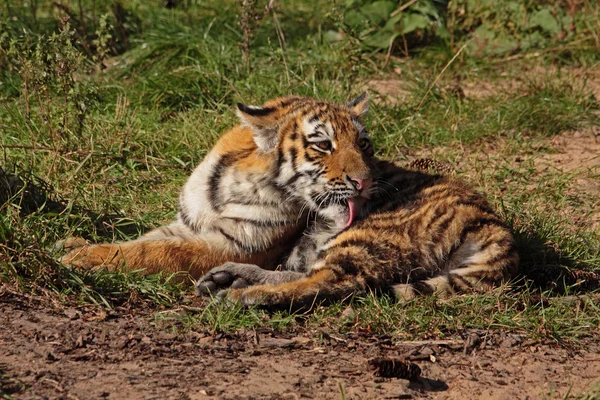 Putzendes sich Tigerbaby — Fotografia de Stock