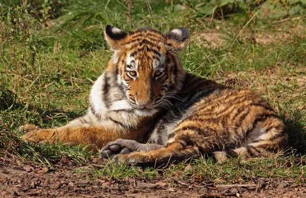 Genervtes Tigerbaby — стоковое фото