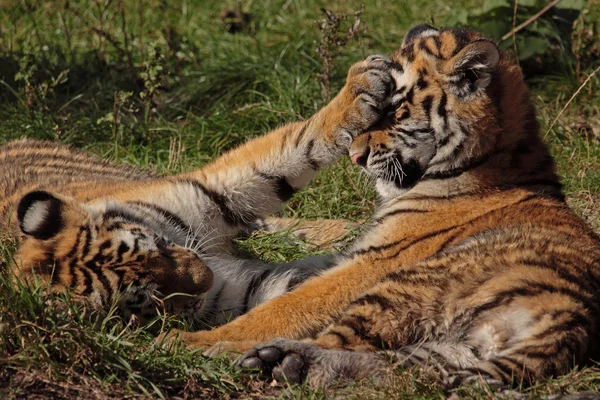 Tobende Tigerkinder — Stock Fotó
