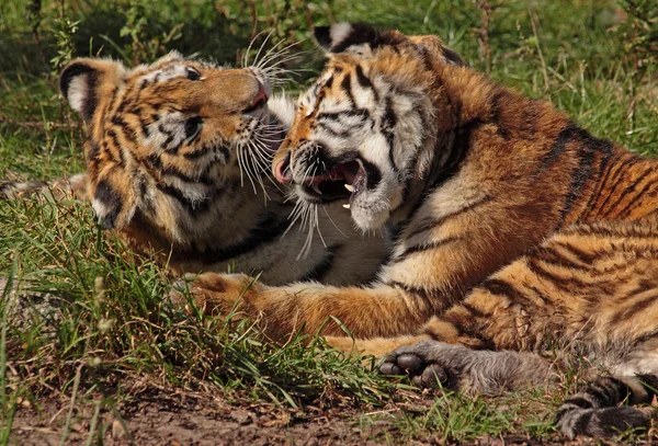 Kämpfende Tigerkinder, fighting tiger cubs — стокове фото