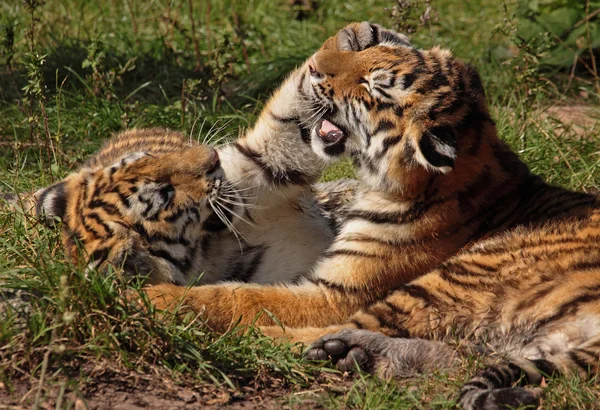 Spielende tigerkinder, spelen tijger welpen — Stockfoto