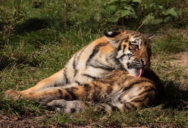 Tigerbaby dassich putzt — ストック写真