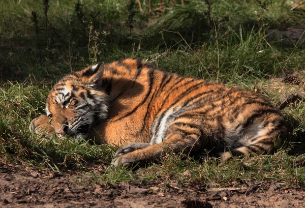 Sich putzendes Tigerbaby, tiger cub — Stockfoto