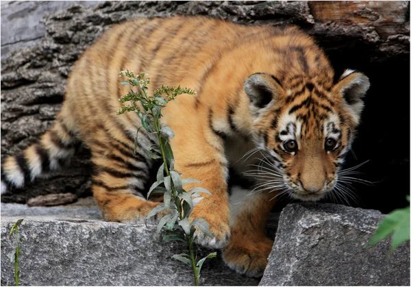 Schleichendes tigerbaby，虎崽 — 图库照片