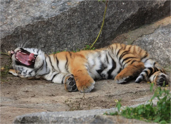 Тигрица, тигровый детёныш — стоковое фото