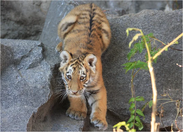 Neugieriges Tigerbaby — Φωτογραφία Αρχείου