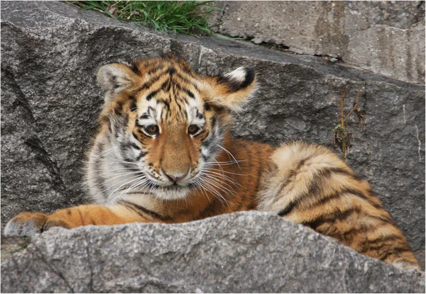 Träumendes Tigerbaby — Stockfoto