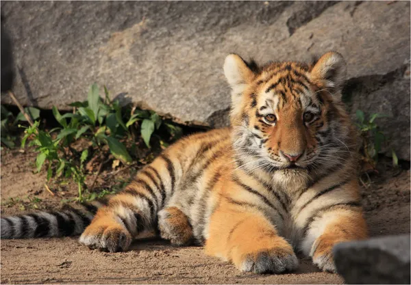Liegendes Tigerbaby — стокове фото